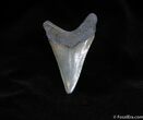 Nice Inch Megalodon Tooth - Serrated #116-1